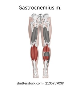 3d Medical Illustration To Explain Gastrocnemius Muscle