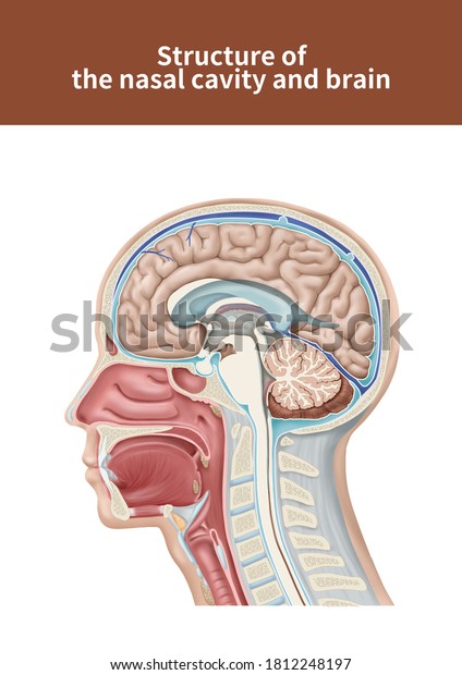 3d Medical Illustration To Explain The Nasal Cavity And Brain