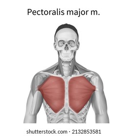 3d Medical Illustration To Explain Pectoralis Major Muscle