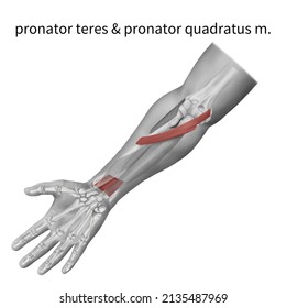 3d Medical Illustration Explain Pronator Teres Stock Illustration ...