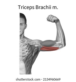 3d Medical Illustration To Explain Triceps Brachii Muscle