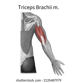 3d Medical Illustration To Explain Triceps Brachii Muscle
