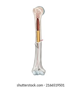 3d Medical Illustration Explaining Bones Bone Stock Illustration ...