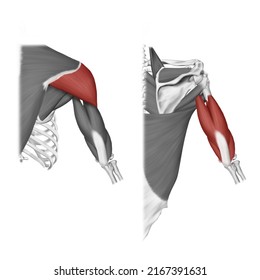 3d Medical Illustration Explaining Deltoid Triceps Stock Illustration ...