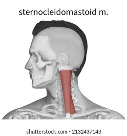 3d Medical Illustration Explaining Sternocleidomastoid Muscle Stock ...