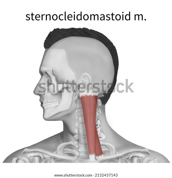 Ilustrasi Stok 3d Medical Illustration Explaining Sternocleidomastoid ...