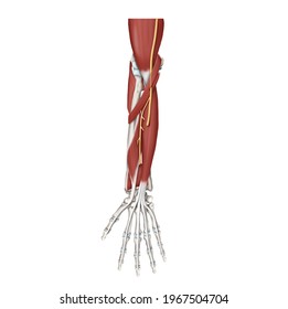 3d Medical Illustration Explanation Anterior Interosseous Stock ...