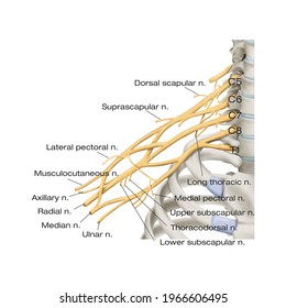 524 Brachial Images, Stock Photos & Vectors | Shutterstock