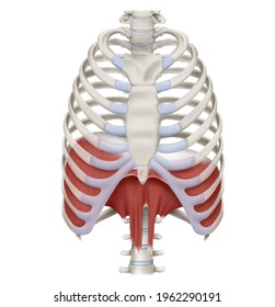 3d Medical illustration for explanation diaphragm