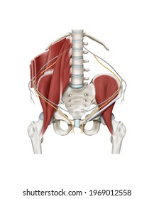 3d Medical Illustration Explanation Ilioinguinal Nerve Stock ...