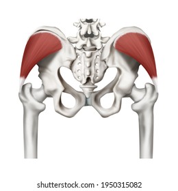 3 Musculus Gluteus Medius Images, Stock Photos & Vectors 