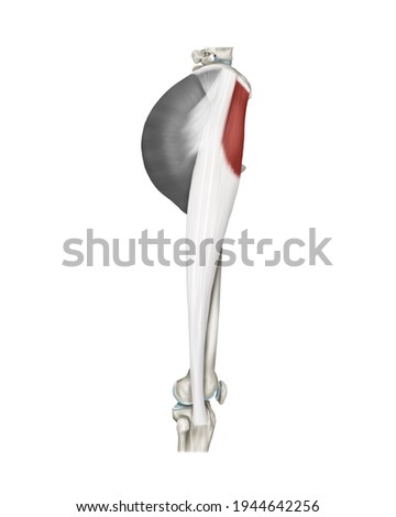 3d Medical illustration for explanation Musculus tensor fasciae latae Zdjęcia stock © 