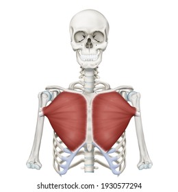 3d Medical Illustration For Explanation Pectoralis Major Muscle