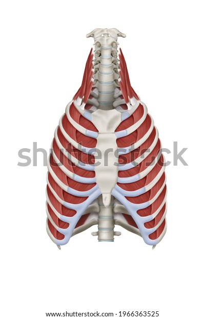 3d Medical Illustration Explanation Scalene Muscles Stock Illustration ...