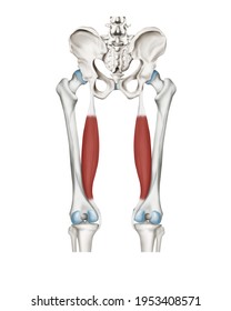 Semimembranosus Images, Stock Photos & Vectors | Shutterstock