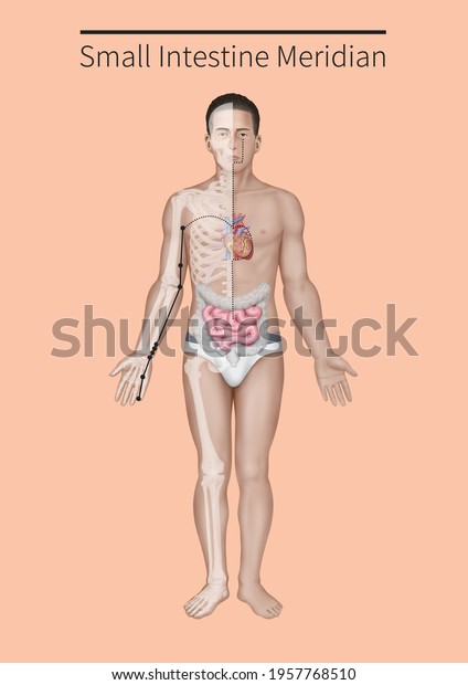 3d-medical-illustration-explanation-small-intestine-1957768510