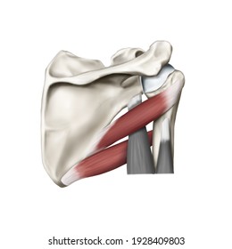 3d Medical illustration for explanation teres major minor muscle