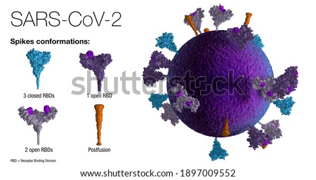 3D model of an authentic SARS-CoV-2 blue virus particle reveals positions, conformations and orientations of the purple spike proteins on the virus membrane on white background. 3D Illustration
