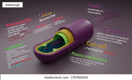 Prokaryotic Cells High Res Stock Images Shutterstock