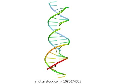 3d Model Dna Structure Biological Macromolecules Stock Illustration ...