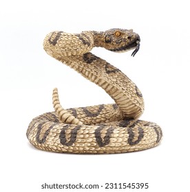 3d model fake rattlesnake rattle snake statue in strike pose with tongue out.  plaster or concrete venomous snake, not real.  isolated on white background