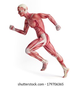 3d Muscular System Of Running Man