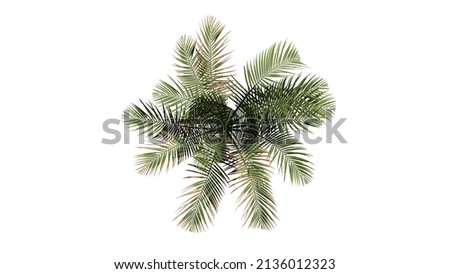 3d palm tree topview isolated on white background , Use for visualization in architectural design