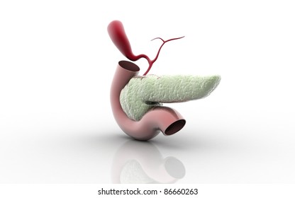 3D Pancreas Isolated On A White Background