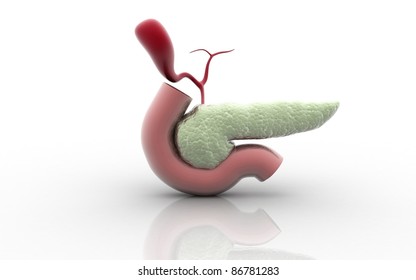 3D Pancreas Isolated On A White Background