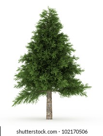 3d Pine  Tree Isolated Over White