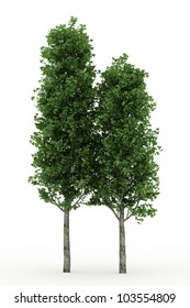 3d Poplar  Tree Isolated Over White