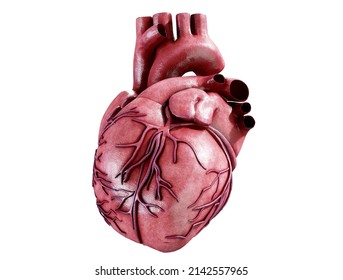 3d Realistic Anatomy Human Heart Isolated Stock Illustration 2142557965 