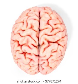 Vektor Stok Human Brain Side View Illustration Realistic (Tanpa Royalti) 58...