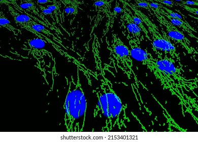 3D reconstruction of confocal laser scanning microscopy image of cultured fibroblast cells, stained with fluorescent staining of mitochondria in green and nuclei in blue
