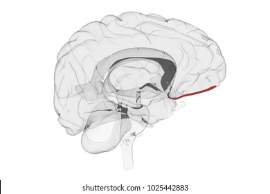 3d Render Of An Anatomically Correct Human Brain In Transparent Material With The Olfactory Highlighted In Red Seen From The Side View