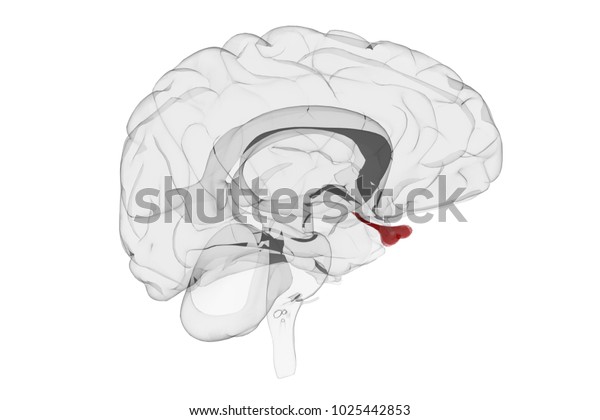 透明な物質の中の人間の脳を解剖学的に正す3dレンダリングで 脳下垂体が側面から見て赤くハイライトされた状態 のイラスト素材