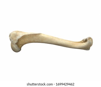 3D render animal leg bone isolated white