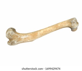 3D render animal leg bone isolated white