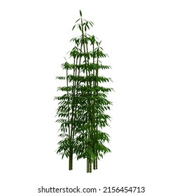 3d Render Bamboo Tree Isolated Stock Illustration 2156454713 | Shutterstock