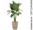 house plant isolated