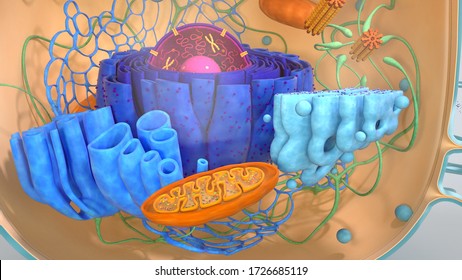 383 Cytoskeleton Images, Stock Photos & Vectors | Shutterstock