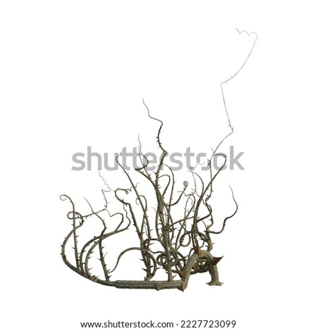 3d render briar isolated thorns