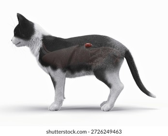 A 3D render displays the full color lateral view of the feline renal anatomy on a bright white backdrop.