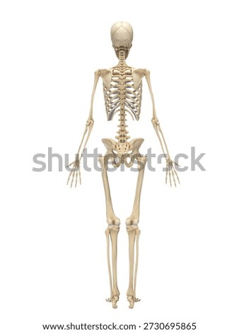 A 3D render displays the full color, complete skeletal system of a human female in a detailed posterior view against a clean white background.