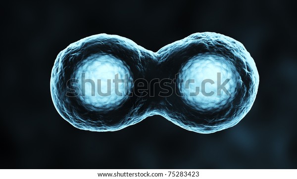 3d render of
dividing cells or mitosis
xray