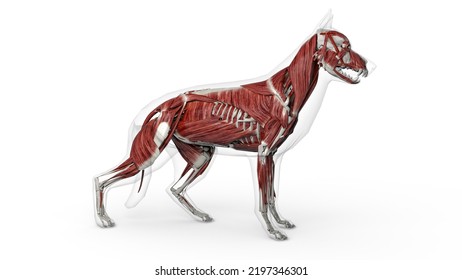 3D Render Of Dog Muscles Anatomy With Transparent Body In Clean White Background