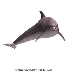 3D Render of a Dolphin With Clipping Path over white - Shutterstock ID 29634100
