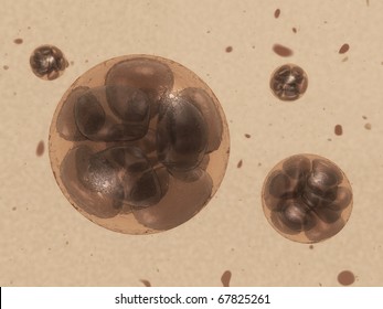 3d render embryo Depth of field