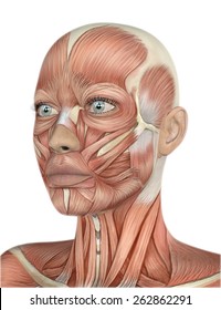 3D render of a female face with detailed muscle map