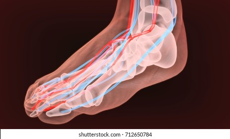 Human Foot Anatomy Illustration 3d Rendering Stock Illustration 1181797264